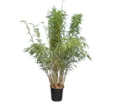 Fargesia rufa - pot 10 ltr