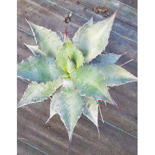 Agave americana 'Toliman Blue' (Fort) / Agave dâ€™AmÃ©rique bleu