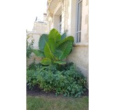 Alocasia macrorrhiza 'Borneo Giant' / Oreille d'Elephant GÃ©ante