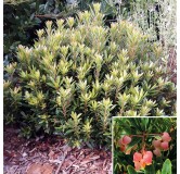 Arbutus unedo MERCURIUSÂ® 'Bocarm' / Arbousier compacte