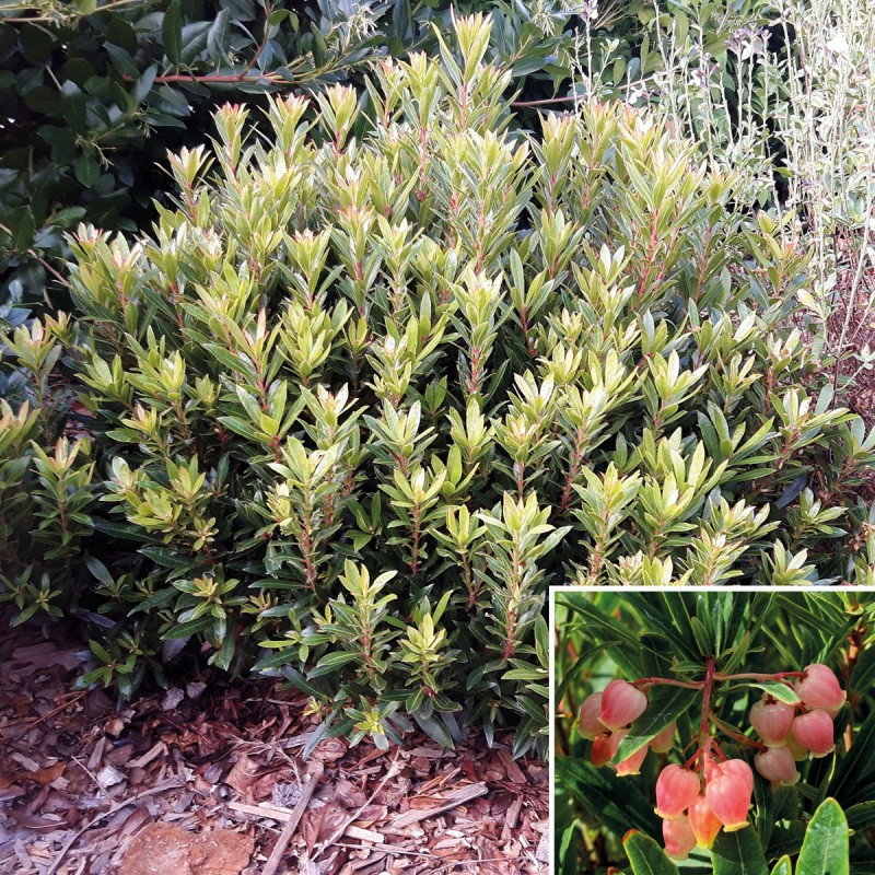 Arbutus unedo MERCURIUSÂ® 'Bocarm' / Arbousier compacte