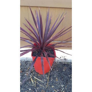 Cordyline australis 'Little Red Star' / Cordyline pourpre