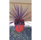 Cordyline australis 'Little Red Star' / Cordyline pourpre