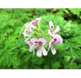 Pelargonium graveolens / GÃ©ranium au parfum de rose