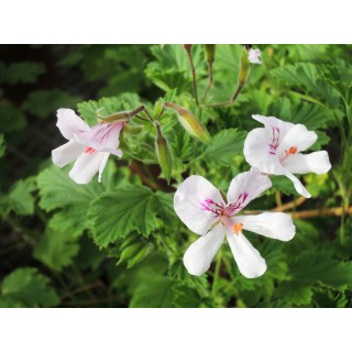 Pelargonium x citriodorum / GÃ©ranium au parfum citronnÃ©e