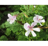 Pelargonium x citriodorum / GÃ©ranium au parfum citronnÃ©e