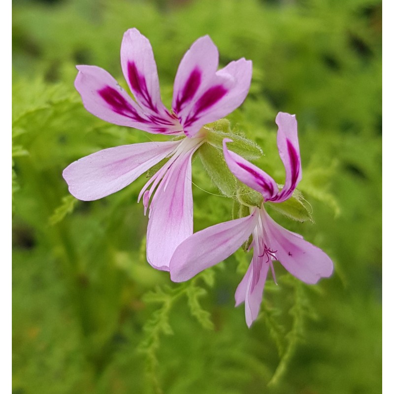 Pelargonium denticulatum 'Filicifolium' / GÃ©ranium au parfum de pin