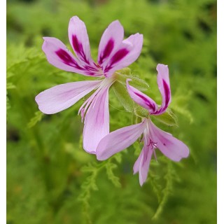 Pelargonium denticulatum 'Filicifolium' / GÃ©ranium au parfum de pin