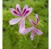 Pelargonium denticulatum 'Filicifolium' / GÃ©ranium au parfum de pin