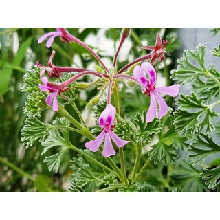 Pelargonium abrotanifolium / GÃ©ranium au parfum d'Eucalyptus