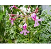 Pelargonium abrotanifolium / GÃ©ranium au parfum d'Eucalyptus