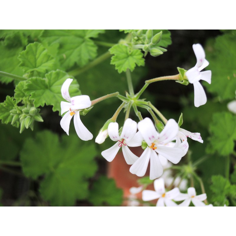 Pelargonium odoratissimum / GÃ©ranium au parfum de pomme verte