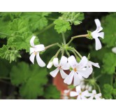 Pelargonium odoratissimum / GÃ©ranium au parfum de pomme verte