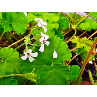 Pelargonium x fragrans / GÃ©ranium au parfum de pin-muscade