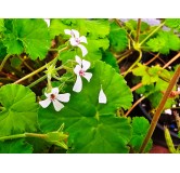 Pelargonium x fragrans / GÃ©ranium au parfum de pin-muscade