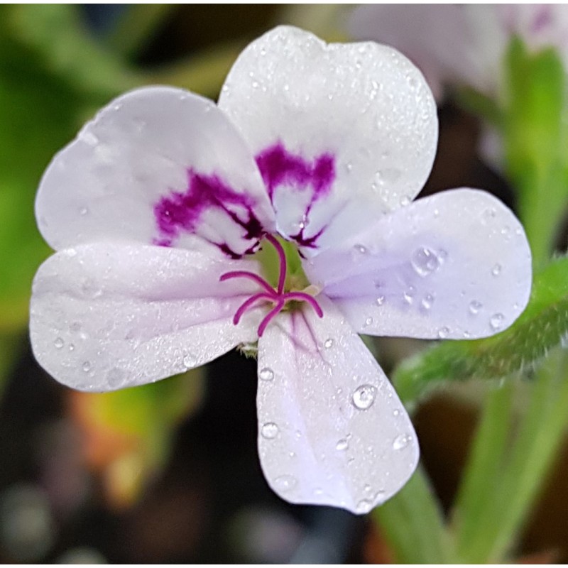 Pelargonium x blandfordianum / GÃ©ranium au parfum de rose