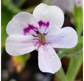 Pelargonium x blandfordianum / GÃ©ranium au parfum de rose