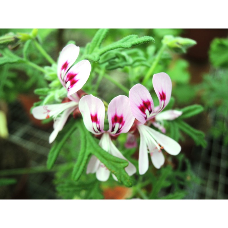 Pelargonium radens / GÃ©ranium au parfum de citron