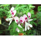 Pelargonium radens / GÃ©ranium au parfum de citron