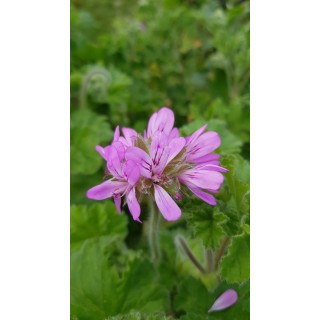 Pelargonium 'Attar of Roses' / GÃ©ranium au parfum de rose