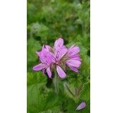 Pelargonium 'Attar of Roses' / GÃ©ranium au parfum de rose