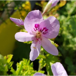 Pelargonium 'Prince Of Orange' / GÃ©ranium au parfum de fleur d'oranger