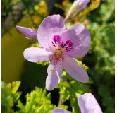 Pelargonium 'Prince Of Orange' / GÃ©ranium au parfum de fleur d'oranger