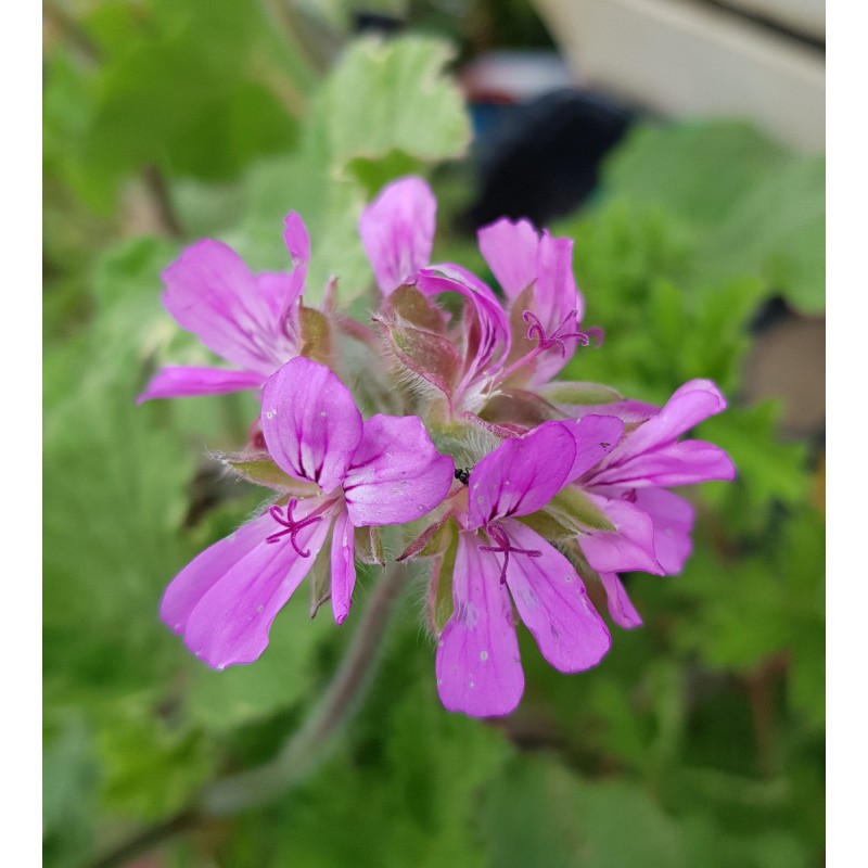 Pelargonium 'Atomic Snowflake' / GÃ©ranium au parfum de citron