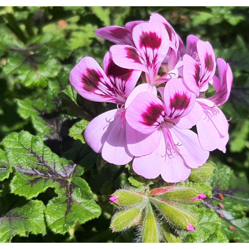 Pelargonium quercifolium 'Royal Oak' / GÃ©ranium au parfum d'Ã©pices