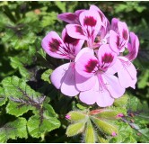 Pelargonium quercifolium 'Royal Oak' / GÃ©ranium au parfum d'Ã©pices