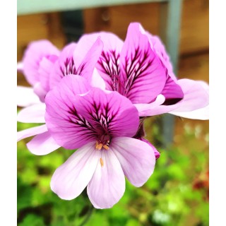 Pelargonium 'Cola Bottles' / GÃ©ranium au parfum de cola