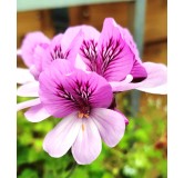 Pelargonium 'Cola Bottles' / GÃ©ranium au parfum de cola