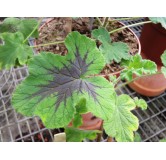 Pelargonium x tomentosum 'Chocolate' / GÃ©ranium au parfum de menthe chocolat