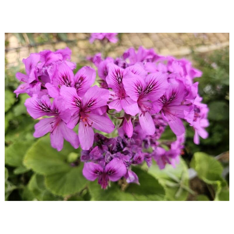 Pelargonium cucullatum / GÃ©ranium au parfum Ã©picÃ©