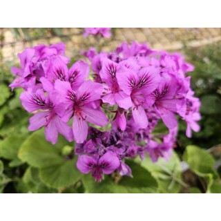 Pelargonium cucullatum / GÃ©ranium au parfum Ã©picÃ©