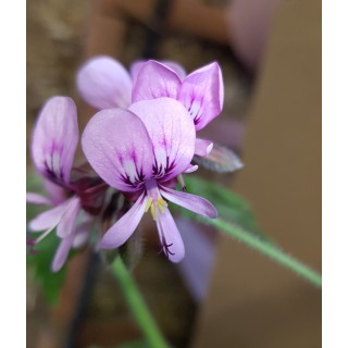 Pelargonium x 'LycÃ©e Horticole de Blois' / GÃ©ranium au parfum de coco