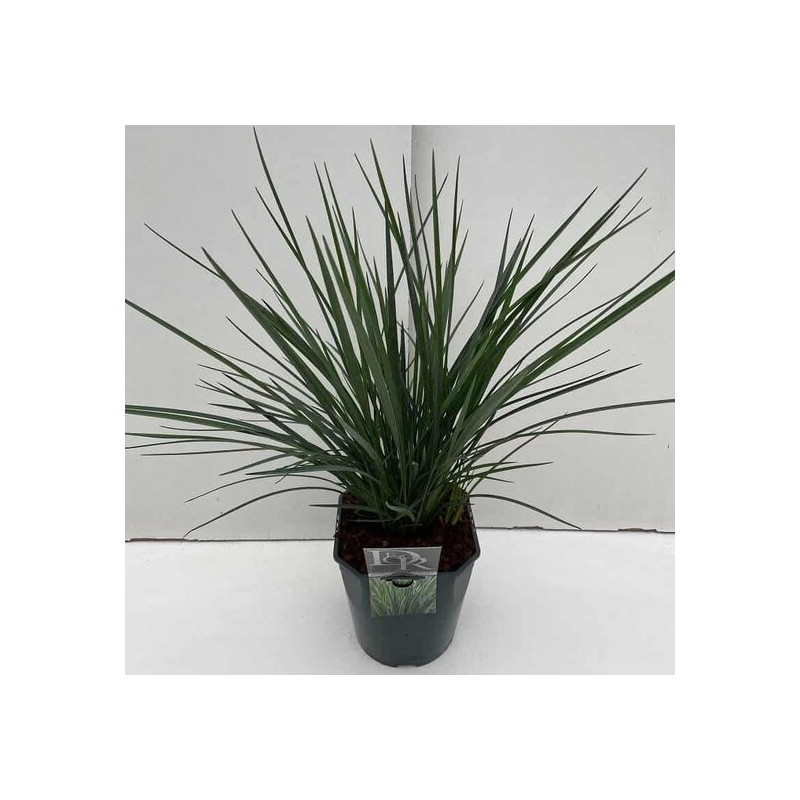 Dianella Coolvista - pot 2 ltr