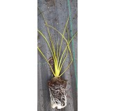 Cordyline indivisa