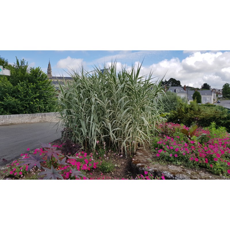 Arundo donax 'Variegata' / Canne de Provence panachÃ©