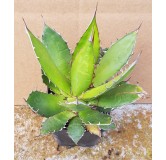 Agave horrida ssp Horrida