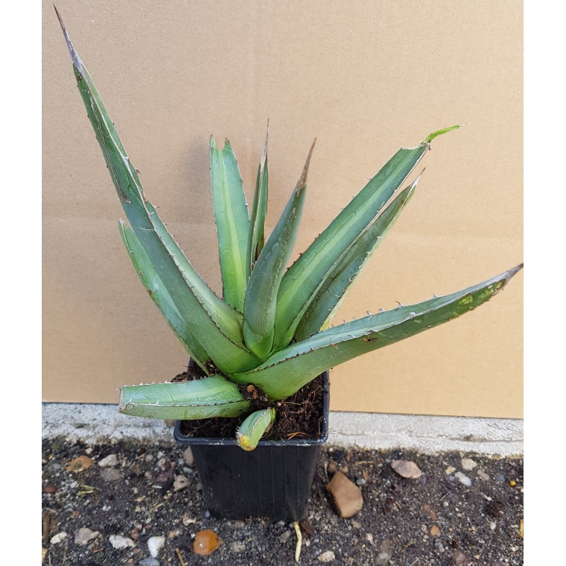 Agave lophanta / Agave univittata