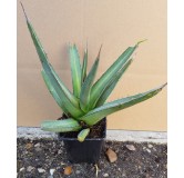 Agave lophanta / Agave univittata