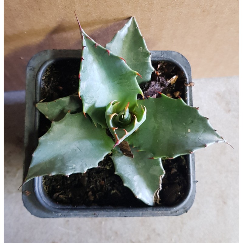 Agave parrasana 'Globe'