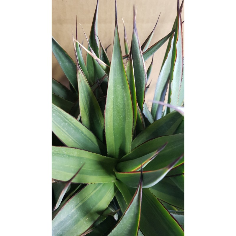 Agave attenuata 'Blue glow Marginata Shadow' (Multi-TÃªte)