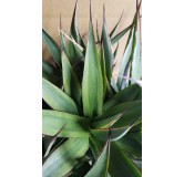 Agave attenuata 'Blue glow Marginata Shadow' (Multi-TÃªte)