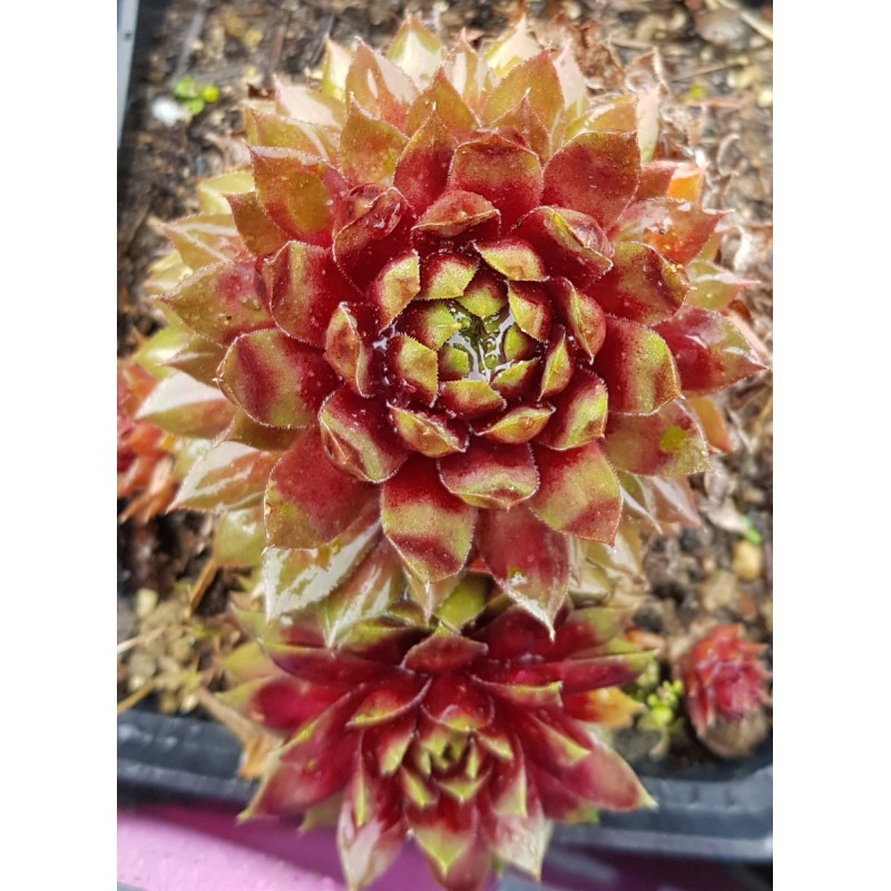 Sempervivum 'Rio de Janeiro'