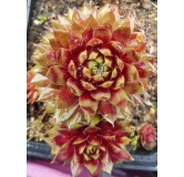 Sempervivum 'Rio de Janeiro'