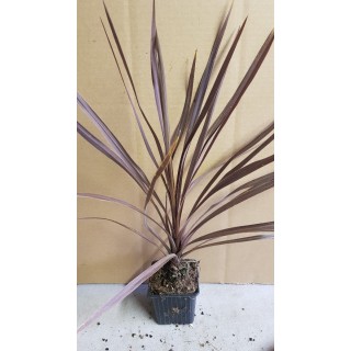 Cordyline australis ' Red Comet' / Cordyline australe pourpre