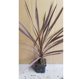 Cordyline australis ' Red Comet' / Cordyline australe pourpre