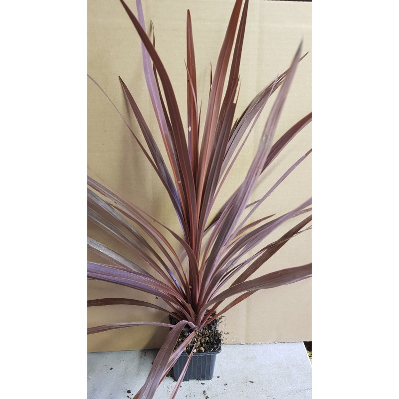 Cordyline australis ' Red Star' / Cordyline australe pourpre